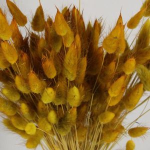 Dried flowers lagures yellow
