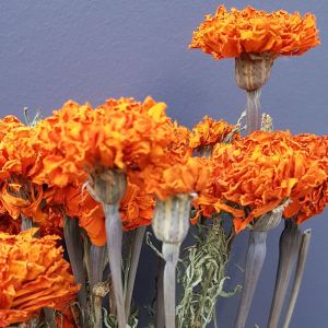 Dried flowers tagetes