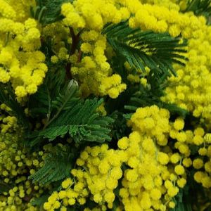 Italy flowers mimosa
