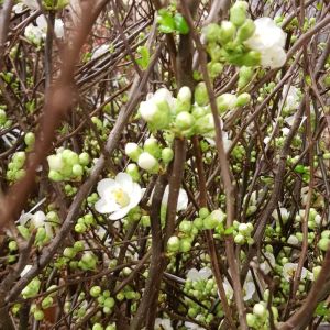 Fresh blossom chaenomelis white