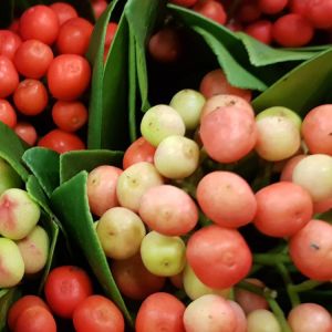 Fresh Berry skimmia bes