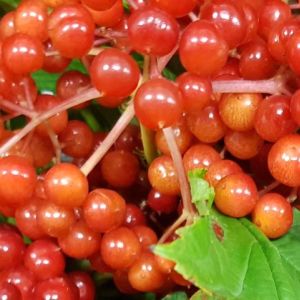 Fresh Berry viburnum